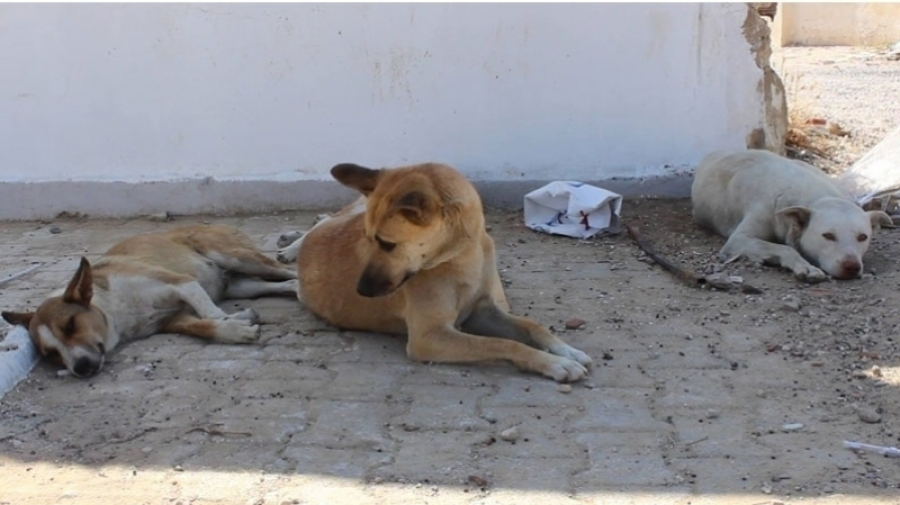 Kalâat Landlous : Fini l’abattage des chiens errants Kalâat Landlous : Fini l’abattage des chiens errants