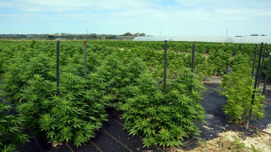 L'Allemagne en passe de légaliser le cannabis récréatif