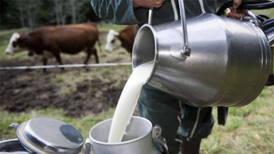 Mnaouar Sghaïri : Les prémices d’une crise de lait sont là… lait