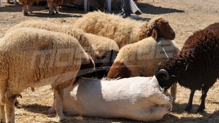 Les prix des moutons de sacrifice varient entre 700 et 1200 dinars 