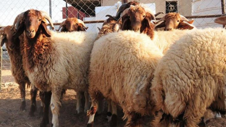 Les prix du mouton du sacrifice varient de 500 à 850 dinars ... Les prix du mouton du sacrifice varient de 500 à 850 dinars ...