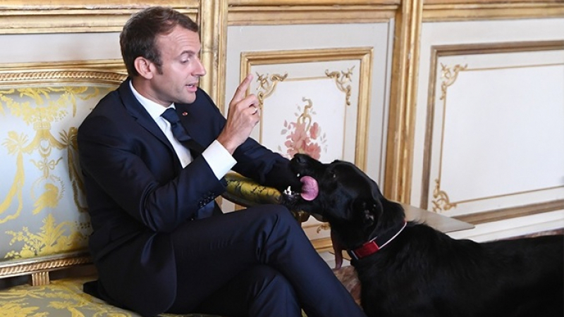 Le chien de Macron urine en pleine réunion gouvernementale