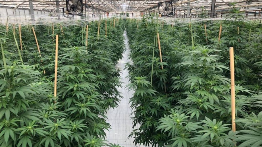 Malte légalise la culture et l'usage de cannabis récréatif