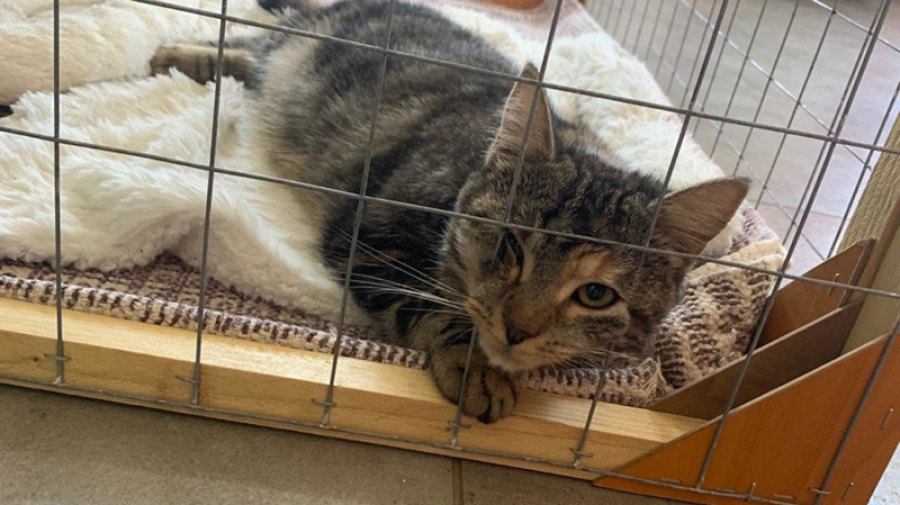 Monastir: Un chat torturé à mort pour sorcellerie Monastir : La sorcellerie serait derrière la séquestration d'un chat
