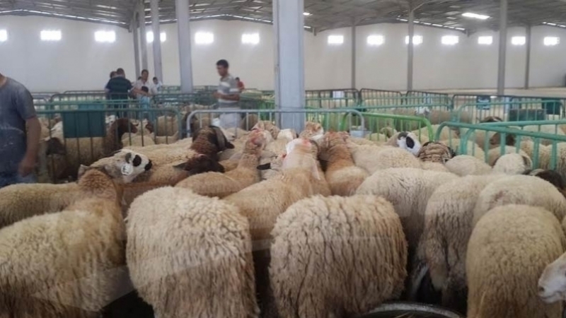 moutons