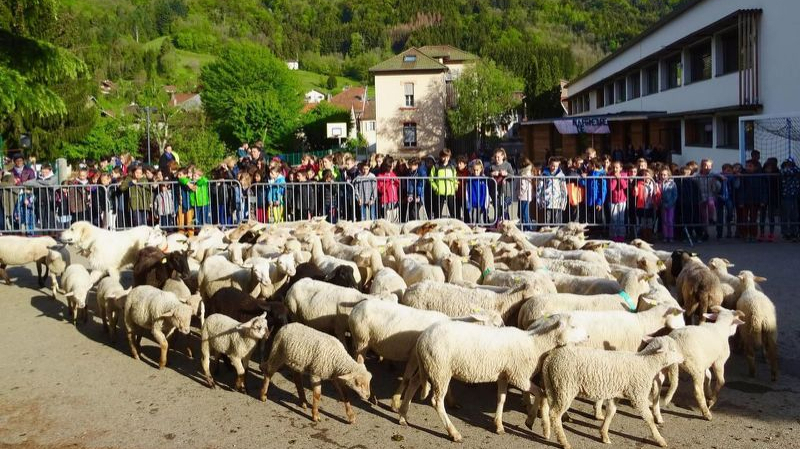 15 moutons inscrits à l'école pour éviter la fermeture d'une classe moutons