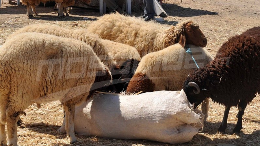 moutons