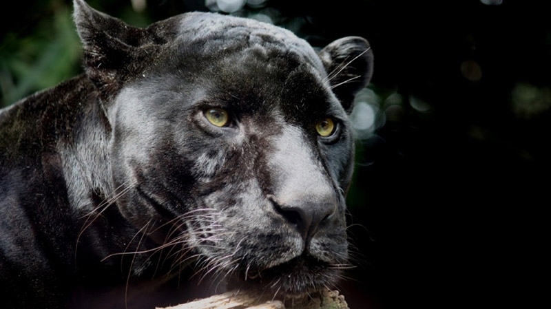 Ils Prennent Un Chat Noir Pour Une Panthere En Liberte Mosaique Fm