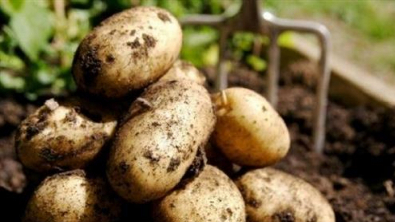 Importation de 10 mille tonnes de pommes de terre des Pays-Bas pommes-de-terre