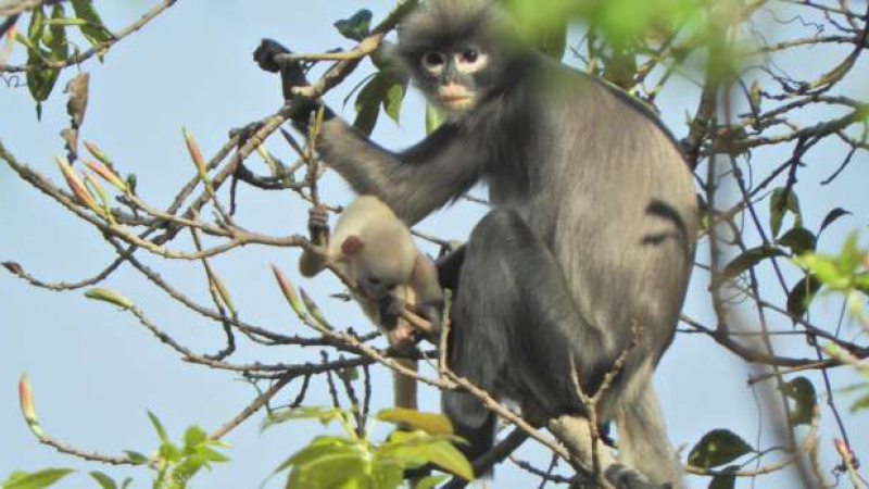 Popa langur