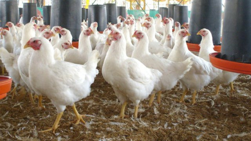 Baisse de 30% du prix de la production du poulet de chair poulet