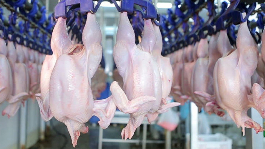 poulet 