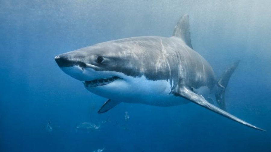 requin