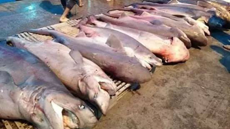 La Tunisie, 2ème plus gros pêcheur de requins de la Méditéranée requins