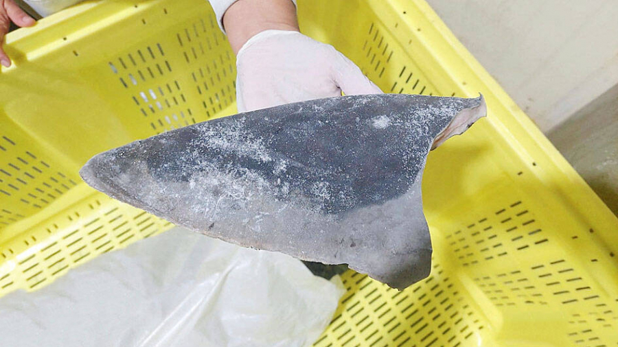 Saisie de six tonnes d'ailerons de requins au Panama