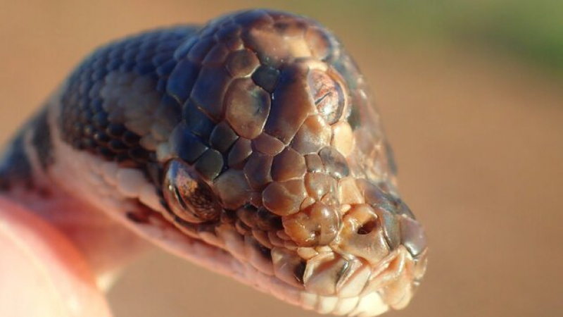 Un serpent à trois yeux découvert en Australie serpent à trois yeux