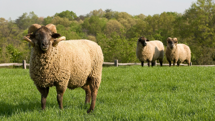 Société de viande: Une grande affluence du consommateur pour le mouton