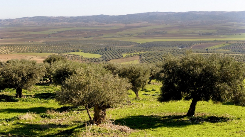 Superficies d'oliveraies biologiques: La Tunisie au 1er rang