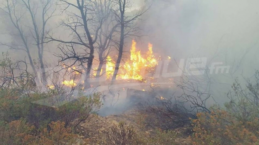 Tabarka : Un incendie se déclare au Mont Brirem 