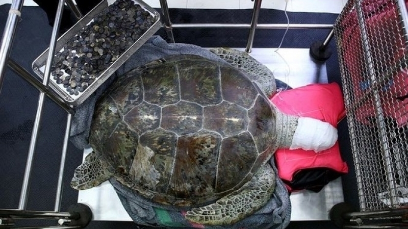 tortue 
