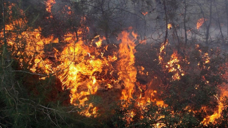 Un incendie ravage la forêt de pins de Beni Khiar