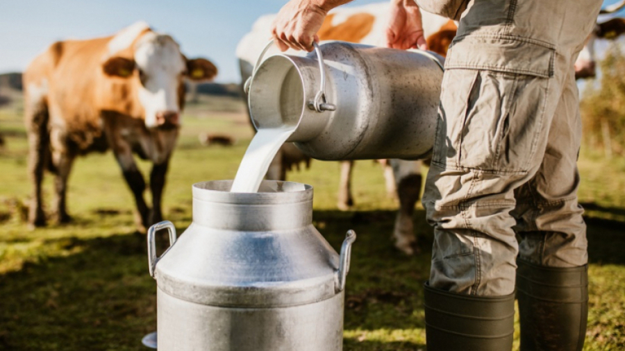 UTAP: La pénurie du lait…une rumeur