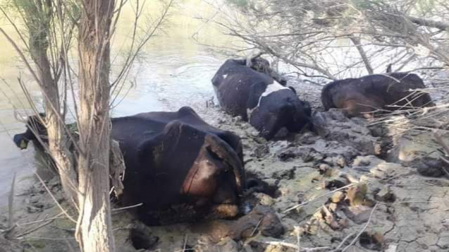 vaches enlisées