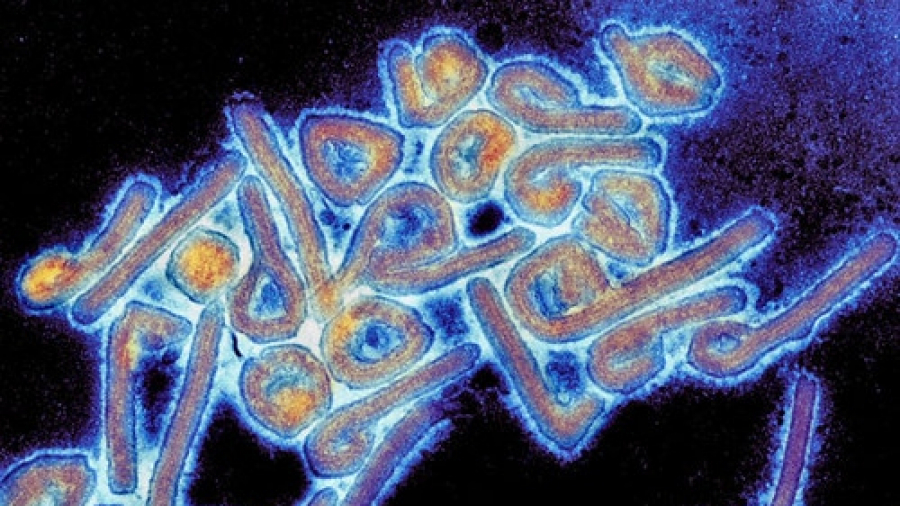 virus Marburg