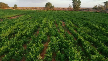 ذهيبة.. قطب فلاحي واعد ذهيبة.. قطب فلاحي واعد