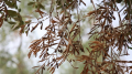 بكتيريا Xylella fastidiosa: وزارة الفلاحة توضّح