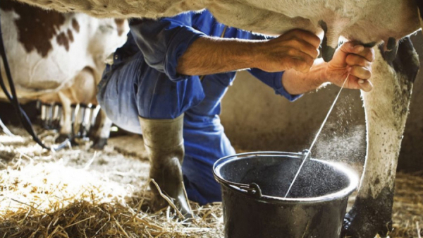 La crise du lait peut être évitée si ...